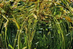 common minnow, Phoxinus phoxinus_Bueges spring_France by Mathieu Foulquié 